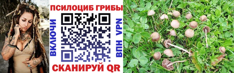 Купить где  Сычёвка  Галлюциногенные грибы мицелий 